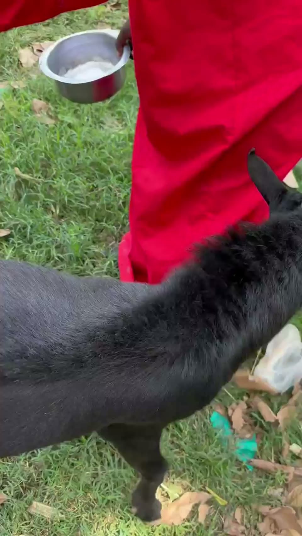GOAT SACRIFICE